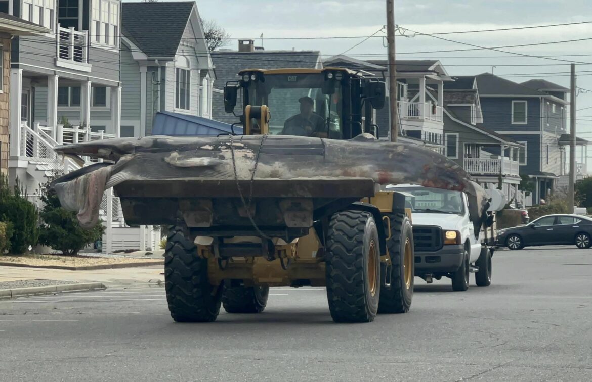 Two dead whales in northern New Jersey in less than 24 hours. This one was removed this morning from the beach in Lavallette, NJ. Why don’t groups like @Greenpeace @SierraClub and @NOAA care? It didn’t used to be this way. Locals say that one dead whale washing up every few… pic.twitter.com/OTqCt0db8o— Protect Our Coast NJ (@njcoast_protect) October 4, 2024