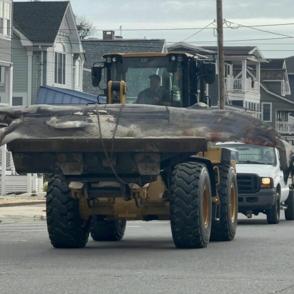 Two dead whales in northern new jersey in less than 24 hours. This one was removed this morning from the beach in lavallette, nj. Why don’t groups like @greenpeace @sierraclub and @noaa care? It didn’t used to be this way. Locals say that one dead whale washing up every few… pic. Twitter. Com/otqct0db8o— protect our coast nj (@njcoast_protect) october 4, 2024