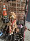 Teaneck police seek help in finding owner of lost dog