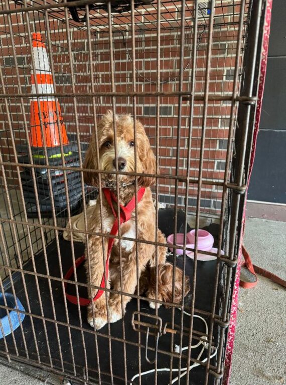 Teaneck police seek help in finding owner of lost dog