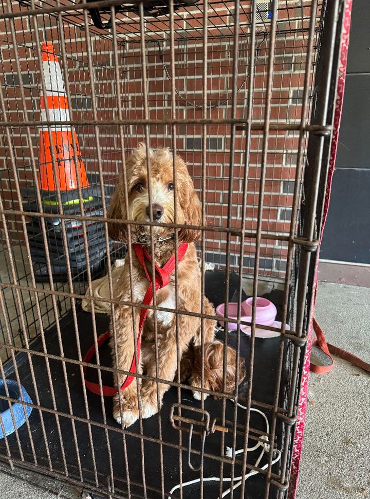 Teaneck police seek help in finding owner of lost dog
