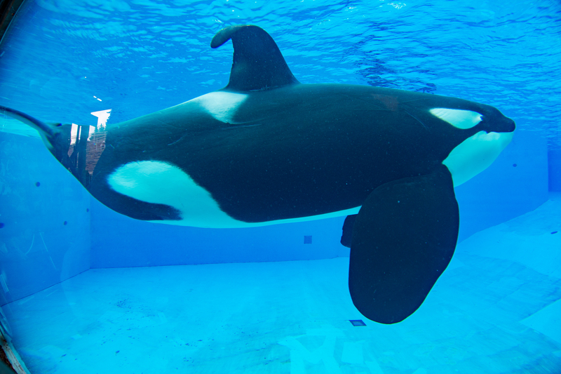 Watch: Sea World Crowd Splashed With Water Filled With Whale Feces