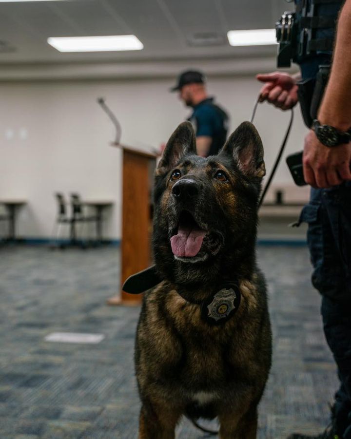 Myrtle Beach police mourn loss of retired K9 Yep