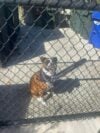 Female boxer mix found in absecon, police seek owner