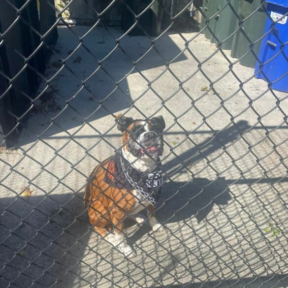 Female boxer mix found in absecon, police seek owner - photo licensed by shore news network.