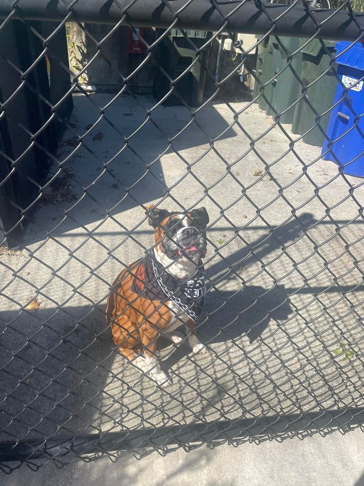 Female Boxer Mix Found in Absecon, Police Seek Owner