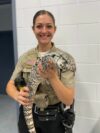 Large tegu lizard found in stafford county backyard, safely captured