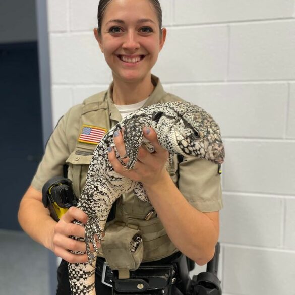 Large tegu lizard found in stafford county backyard, safely captured - photo licensed by shore news network.