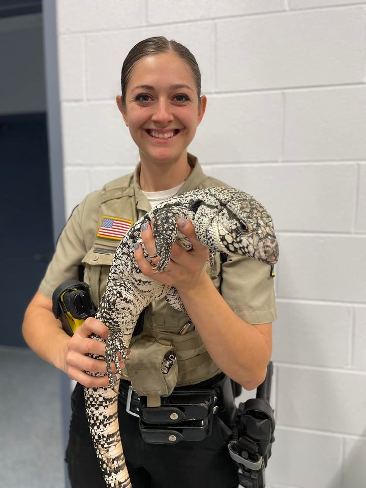 Large tegu lizard found in Stafford County backyard, safely captured