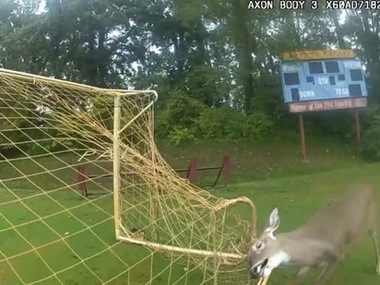 Cop rescues dear tangled in soccer net at peninsula park - photo licensed by shore news network.