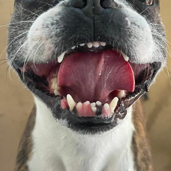 Is this your dog? Middletown police recover two lost pups - photo licensed by shore news network.