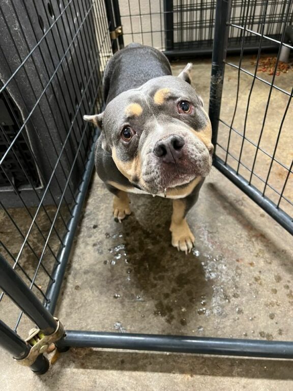 Utica Police Department seeks owners of two found pit bulls