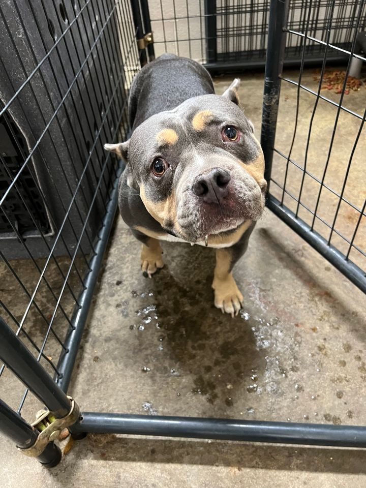 Utica Police Department seeks owners of two found pit bulls