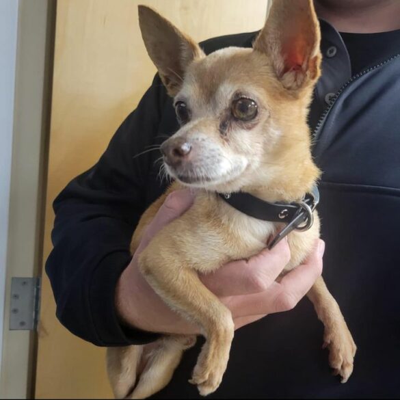 Found dog waiting for owner at wall township police department - photo licensed by shore news network.