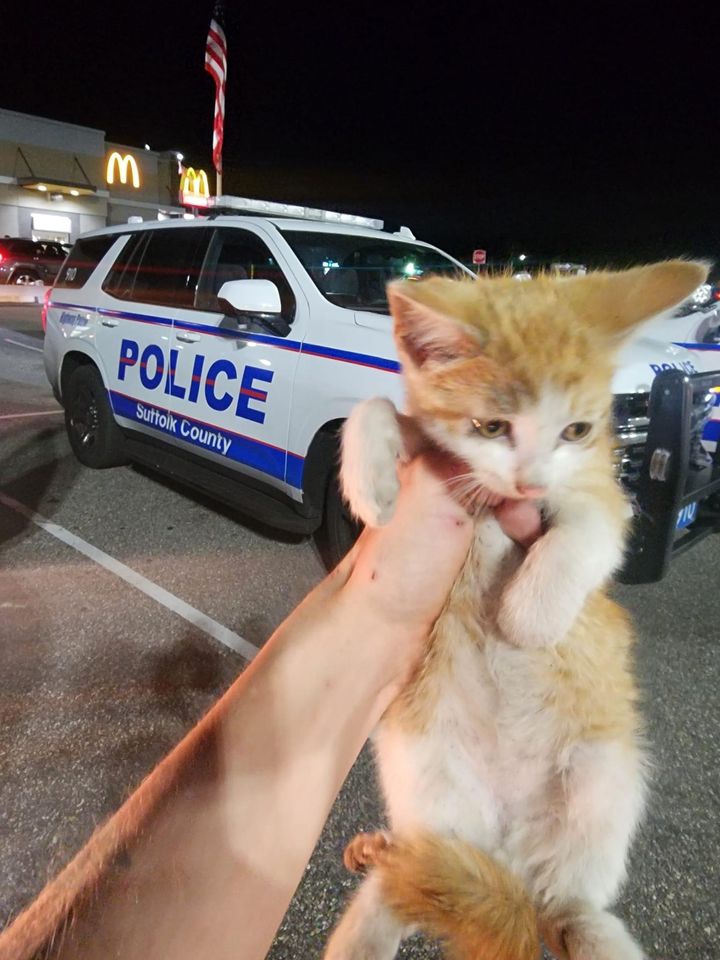 Suffolk Police Rescue Kitten from Highway