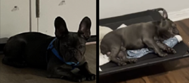 Police search for stolen French Bulldog after Southwest D.C. burglary