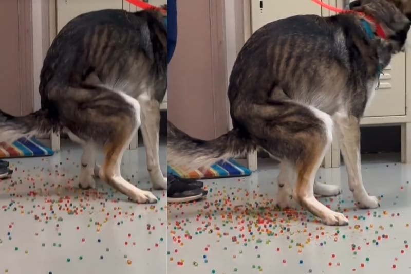 Dog Poops Out Rainbow Orbeez While Being Treated at Vet