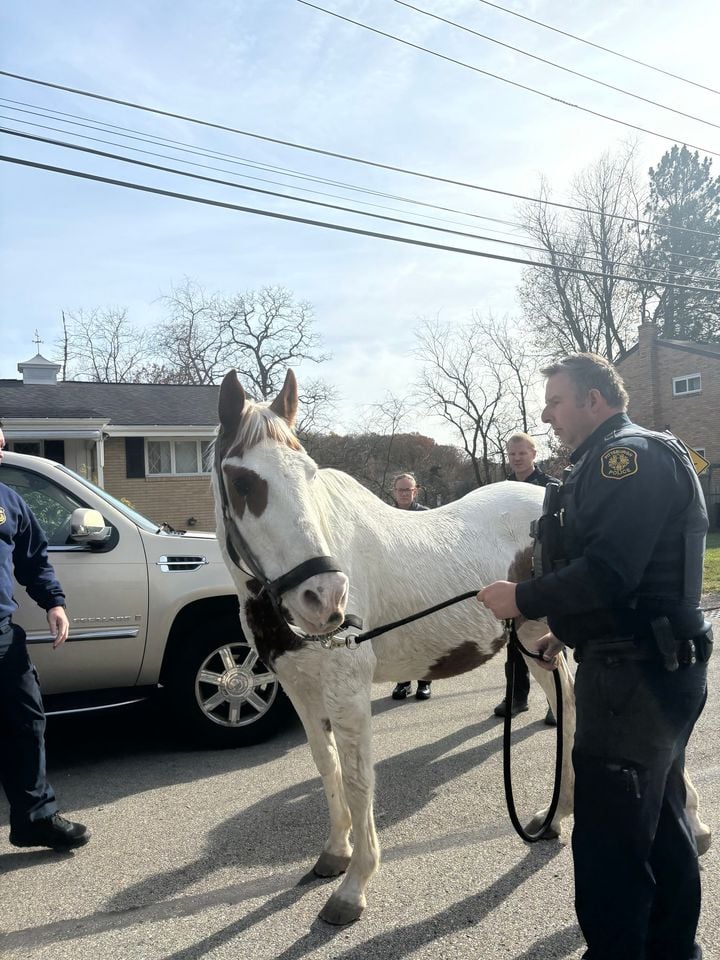 Pittsburgh Police Not Horsing Around in the Neigh-borhood