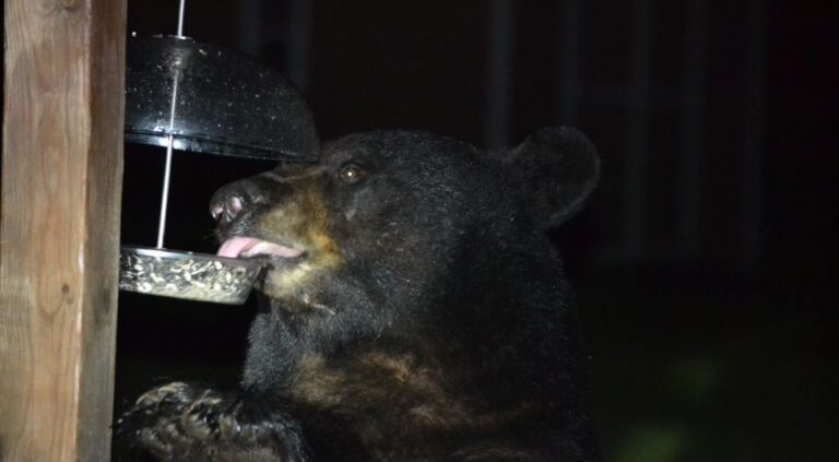 Nine hunters cited for illegal baiting during maryland black bear hunt - photo licensed by shore news network.