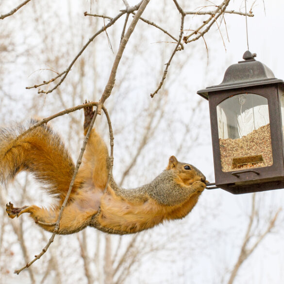 New jersey wants to ban bird feeders, here's why - photo licensed by shore news network.