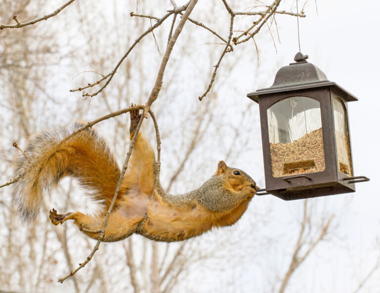 New jersey wants to ban bird feeders, here's why - photo licensed by shore news network.