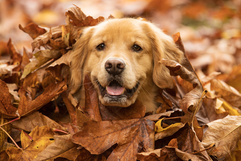 November to Start Warmer than Normal in New Jersey's Weekend Weather Forecast