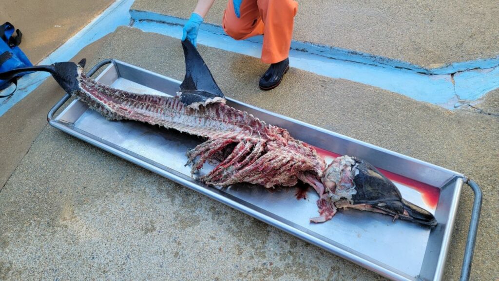 Dolphin carcass found butchered on New Jersey beach; investigation underway