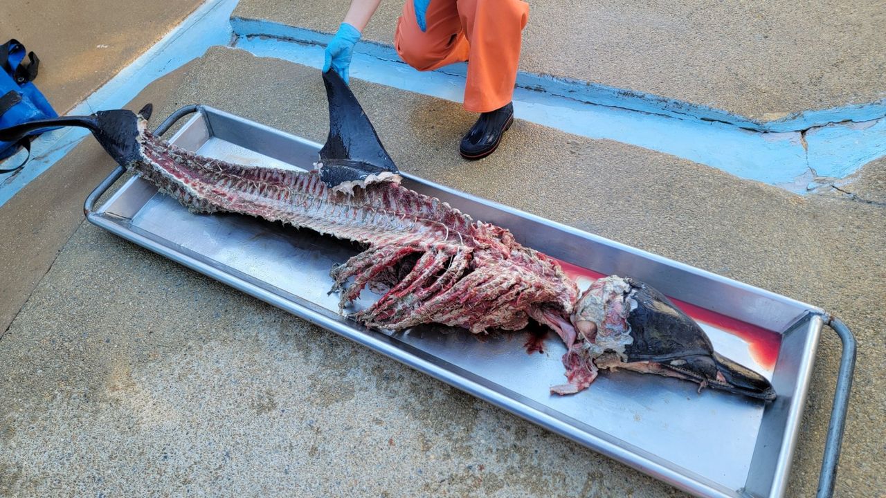 Dolphin carcass found butchered on New Jersey beach; investigation underway