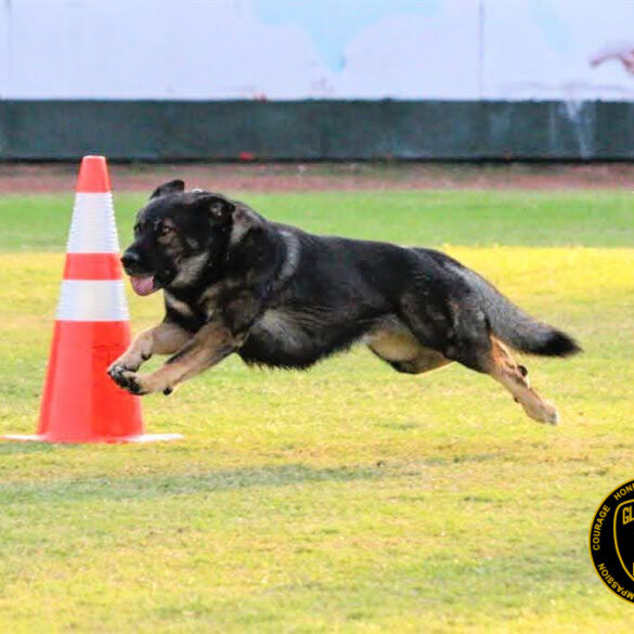 Gloucester township police honor k-9 schultz on anniversary of tragic death - photo licensed by shore news network.