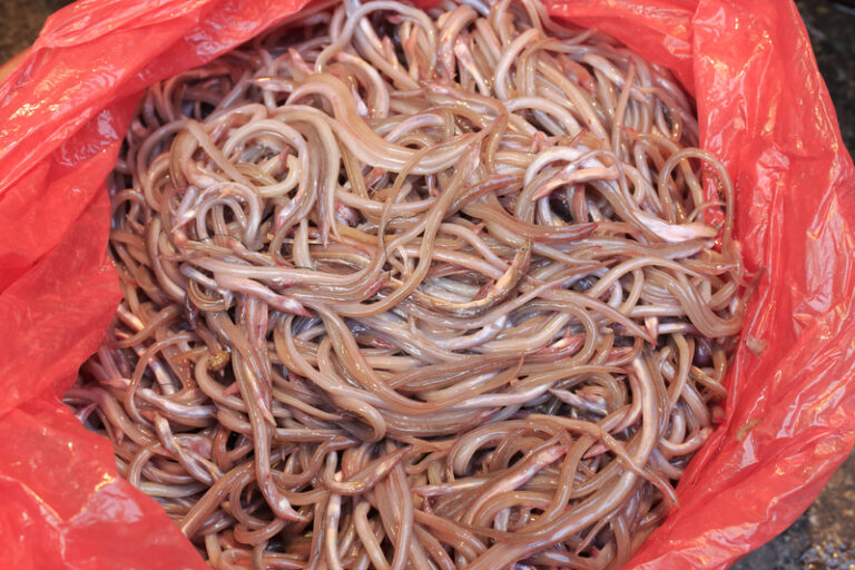 Two dominican nationals sentenced for smuggling endangered juvenile eels from puerto rico - photo licensed by shore news network.