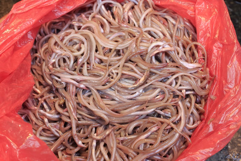 Two Dominican nationals sentenced for smuggling endangered juvenile eels from Puerto Rico