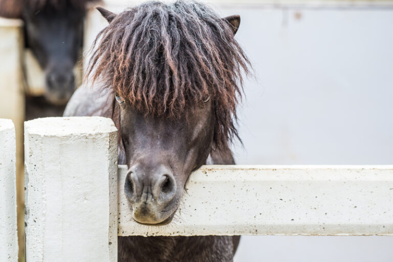 Man's miniature service horse sparks controversy in new jersey supermarket - photo licensed by shore news network.