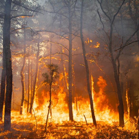 New jersey lifts fire restrictions statewide following heavy rainfall - photo licensed by shore news network.