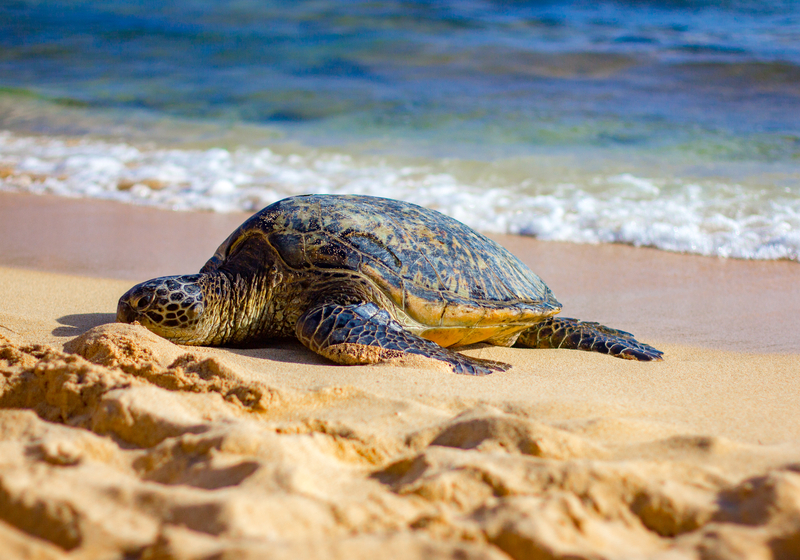 Warning issued as cold-stunned sea turtles face peril along Jersey Shore