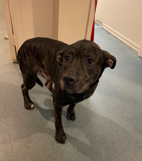 Hamilton Township police seek owner of found dog