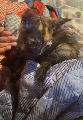 Two-month-old kitten stolen in D.C. home burglary