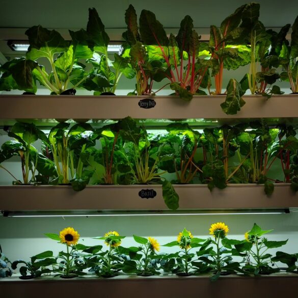 Freehold vegan restaurant that featured dandelions on menu shuts down - photo licensed by shore news network.