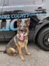 Retired anne arundel police k-9 bolt dies after years of service