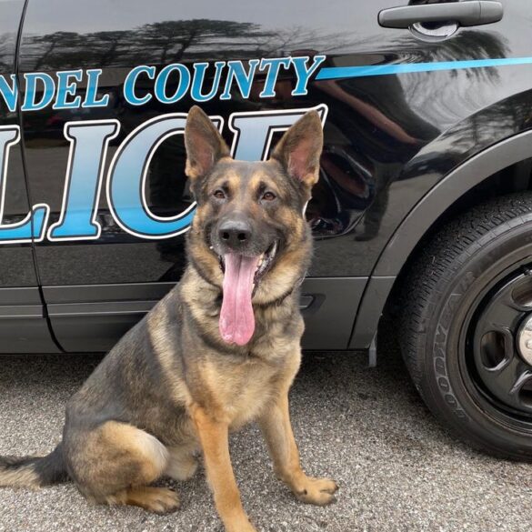 Retired anne arundel police k-9 bolt dies after years of service - photo licensed by shore news network.