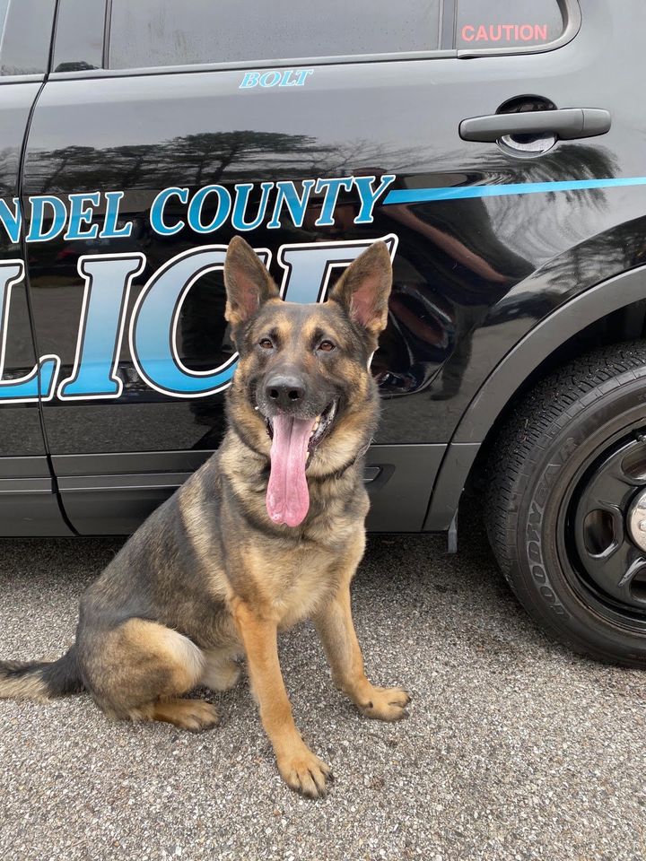 Retired Anne Arundel police K-9 Bolt dies after years of service