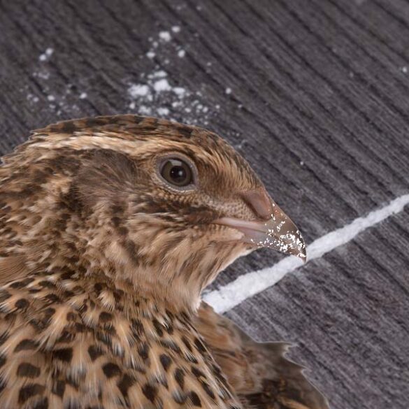 Cocaine use makes japanese quail horny, million dollar u. S. Federal study reveals - photo licensed by shore news network.