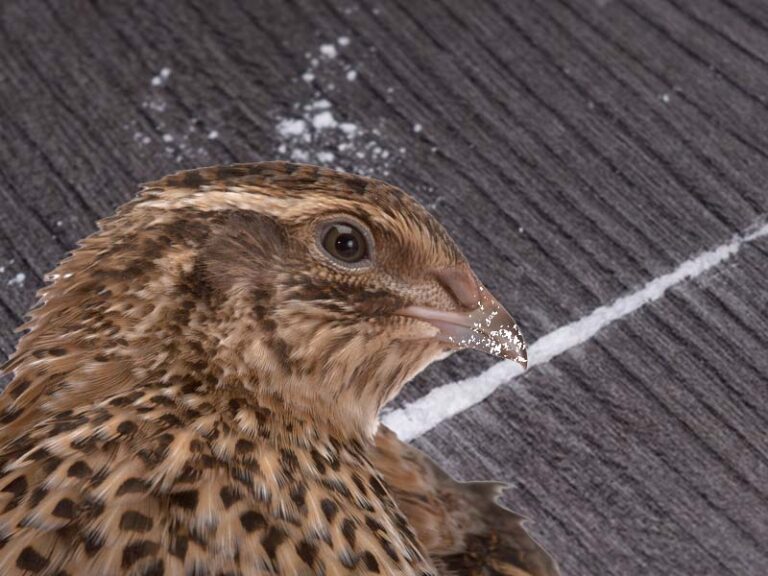Cocaine use makes japanese quail horny, million dollar u. S. Federal study reveals - photo licensed by shore news network.