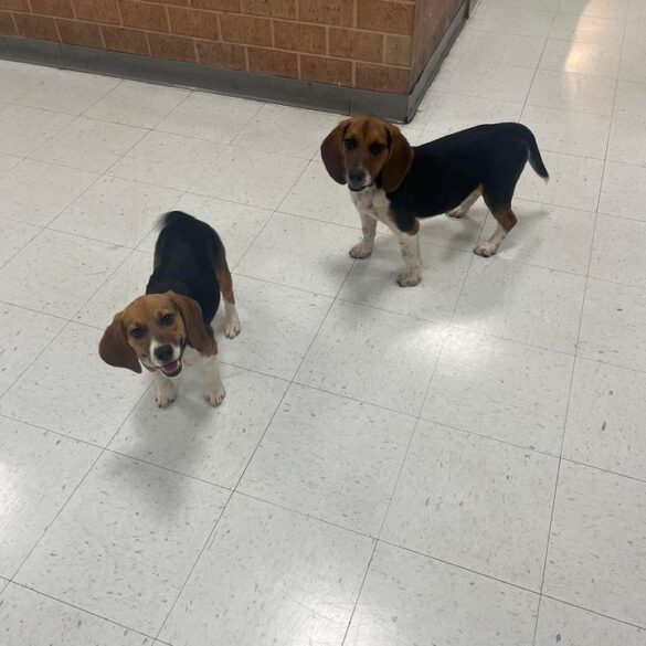 Partners in crime: two beagles 'arrested' by monroe township police, handed over to animal control - photo licensed by shore news network.