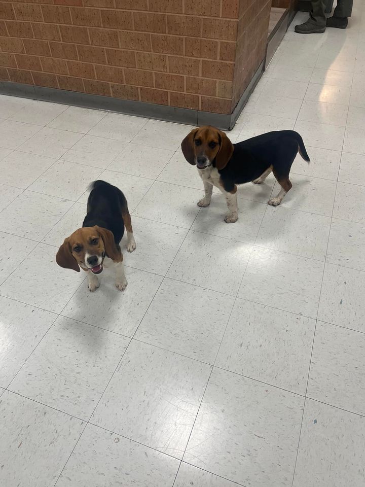 Partners in Crime: Two beagles 'arrested' by Monroe Township police, handed over to animal control
