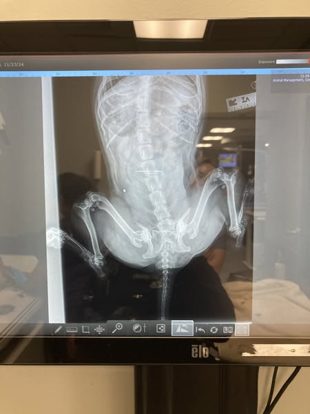 Commerce City police seek suspects in fatal animal cruelty case involving dog thrown from car