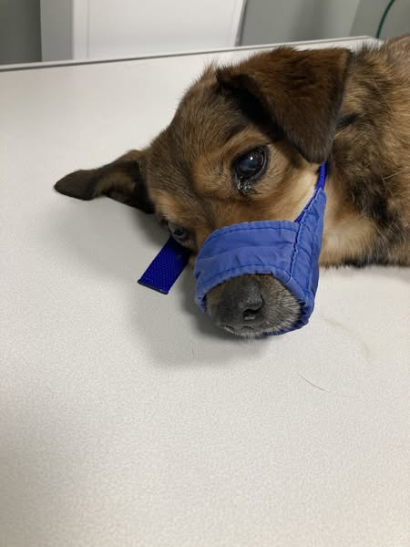 Commerce City police seek suspects in fatal animal cruelty case involving dog thrown from car