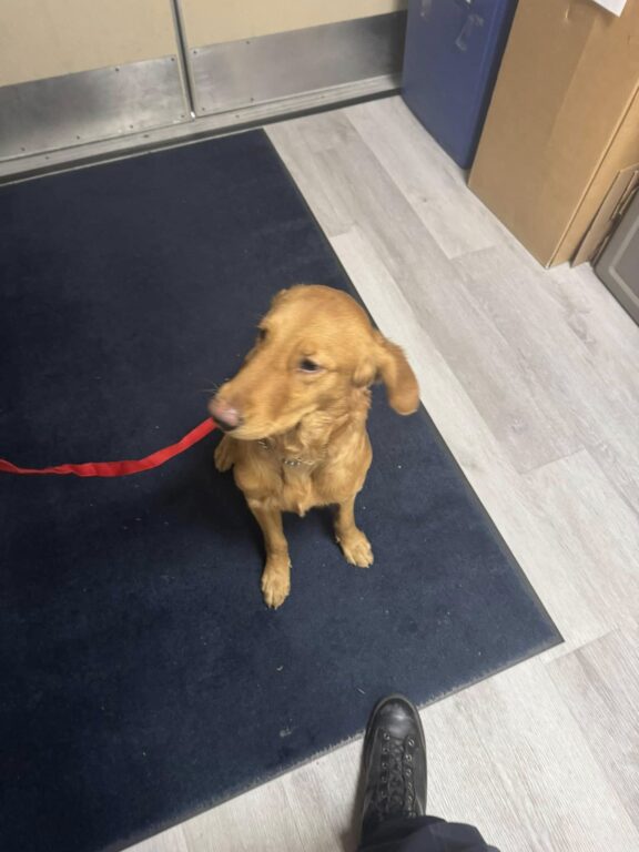 Lost dog found near Cherry Hill and Voorhees handed over to shelter