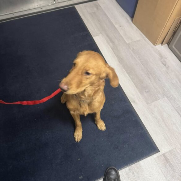 Lost dog found near cherry hill and voorhees handed over to shelter - photo licensed by shore news network.