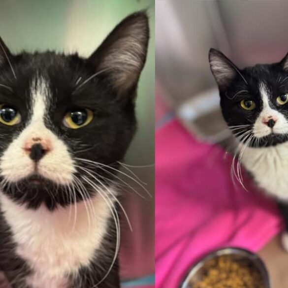 Meet jetty: a playful, loving kitten looking for her forever home in ocean county - photo licensed by shore news network.