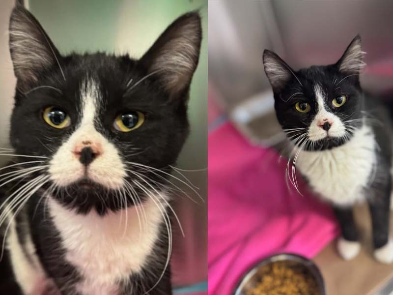 Meet Jetty: A Playful, Loving Kitten Looking for Her Forever Home in Ocean County